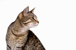 Obraz na płótnie oko kot ssak zwierzę
