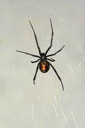 Obraz na płótnie pająk klepsydra niebezpieczeństwo