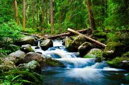 Obraz na płótnie rwący potok z wodospadami w lesie