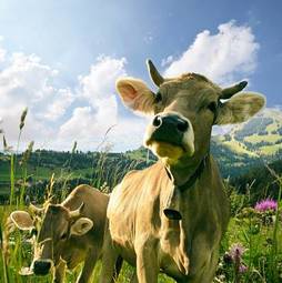 Fotoroleta alpy świnia jedzenie mleko krowa