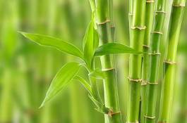 Naklejka roślina bambus drzewa natura