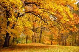 Naklejka las jesień buk ścieżka park