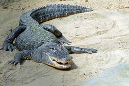 Naklejka zwierzę gad krokodyl