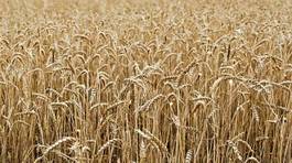 Naklejka zboże pole pszenica rolnictwo