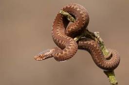 Fotoroleta natura wąż zwierzę oko gad