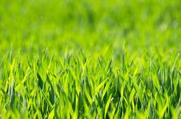 Obraz na płótnie roślina łąka pole świeży trawa