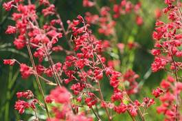 Obraz na płótnie dzwon koral roślina kwiat