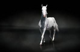 Plakat piękny fauna koń