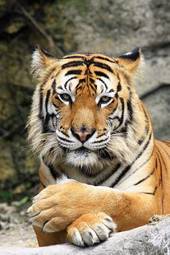 Naklejka tygrys portret ssak ładny