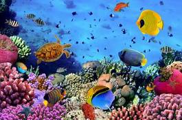 Plakat pejzaż natura podwodne zwierzę bahamy