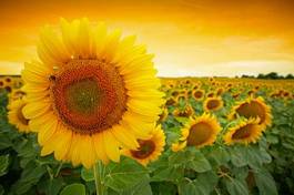 Obraz na płótnie żniwa rolnictwo słońce natura kwiat