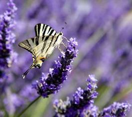 Obraz na płótnie motyl pole kwiat prowansja lato