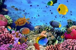 Obraz na płótnie bahamy podwodne raj woda