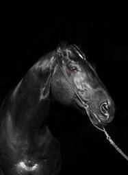 Plakat jeździectwo portret koń piękny