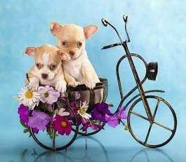 Fotoroleta szczeniaki chihuahua na rowerze i kwiaty