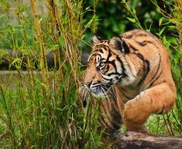 Obraz na płótnie kot tygrys ssak portret