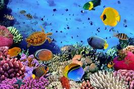 Fototapeta morze zwierzę woda koral fidżi