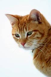 Plakat kot kociak zwierzę ładny