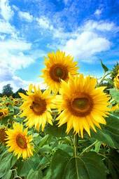 Fotoroleta natura słonecznik słońce niebo kwiat