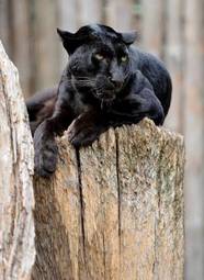 Fotoroleta jaguar pantera portret ssak zwierzę