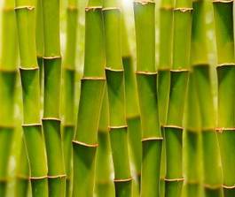 Plakat roślina azjatycki bambus witalność natura