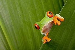 Naklejka kostaryka żaba płaz tropikalny