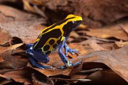 Obraz na płótnie żaba zwierzę płaz tropikalny