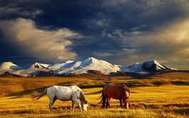 Fototapeta krajobraz pastwisko piękny pejzaż zwierzę