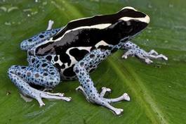 Fototapeta zwierzę żaba brazylia płaz