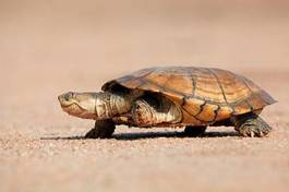 Obraz na płótnie żółw natura zwierzę afryka oko