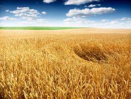 Naklejka rolnictwo zboże niebo