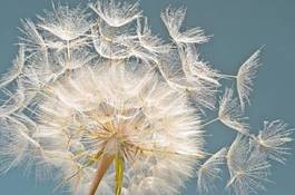 Obraz na płótnie kwiat mniszek pyłek