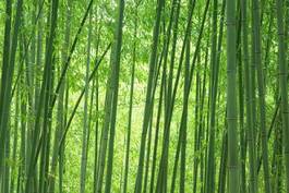 Fotoroleta bambus krajobraz roślina