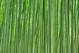 Plakat roślina bambus krajobraz liść