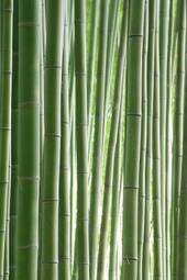 Plakat bambus roślina krajobraz