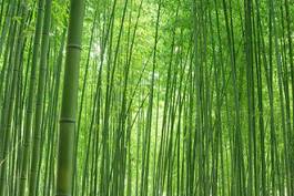 Fotoroleta roślina krajobraz bambus liść cisza