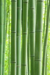 Naklejka japonia krajobraz roślina bambus