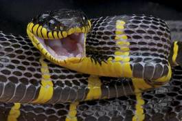 Fotoroleta wąż kot tajlandia gad indonezja