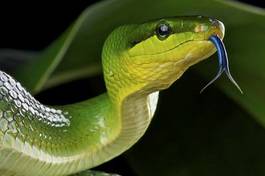 Fototapeta indonezja wąż zwierzę azja wyspa