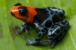 Fotoroleta żaba zwierzę płaz dzikość drapieżnik