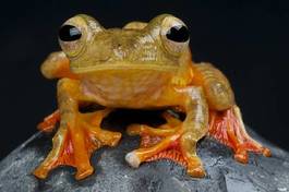 Fototapeta drzewa tropikalny portret żaba