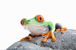Fototapeta oko płaz zwierzę żaba natura