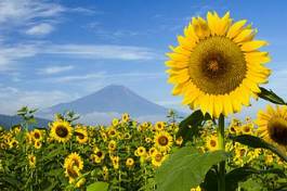 Obraz na płótnie japonia rolnictwo lato słońce