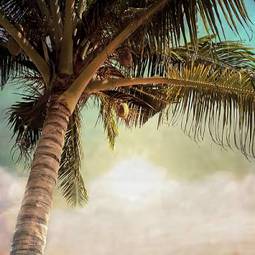 Obraz na płótnie brzeg drzewa raj hawaje