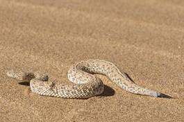 Obraz na płótnie wąż pustynia gad afryka