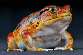 Fototapeta zwierzę wyspa żaba tropikalny