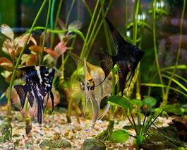 Naklejka podwodne ryba zwierzę tropikalny morze