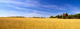 Fotoroleta zboże pastwisko niebo łąka trawa