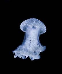 Obraz na płótnie ryba morze meduza żądło