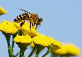 Naklejka stokrotka pyłek natura